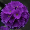 Primula denticulata lilac-blue - abriachan nurseries